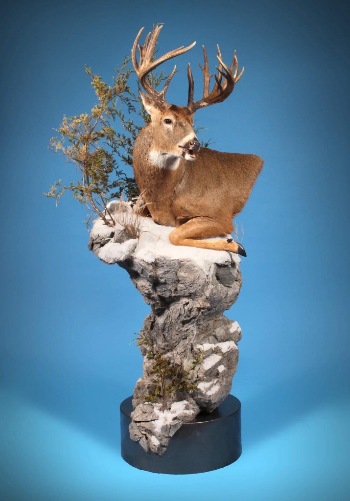 Rock Steady Stand — WILDLIFE RECAPTURE TAXIDERMY